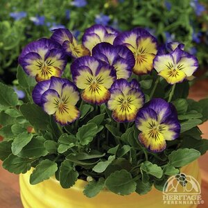 VIOLA PENNY PRIMROSE PICOTEE