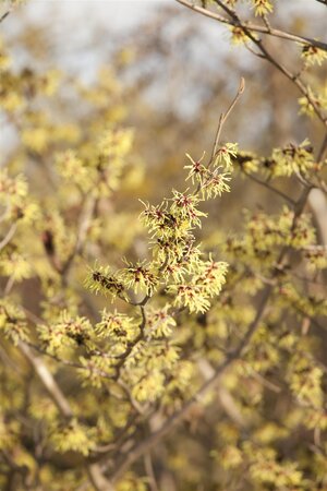 VIRGINIA WITCH HAZEL (H.VIRGINIANA) 50 CM