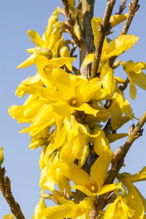 WEEK END FORSYTHIA 30CM - image 1