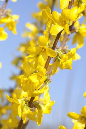 WEEK END FORSYTHIA 30CM - image 2