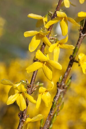 WEEK END FORSYTHIA 30CM - image 3