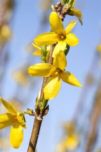 WEEK END FORSYTHIA 30CM - image 4