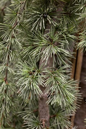 WEEPING BLUE ATLAS CEDAR 150 CM - image 1