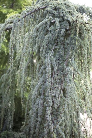 WEEPING BLUE ATLAS CEDAR 150 CM - image 2