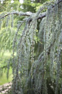 WEEPING BLUE ATLAS CEDAR 150 CM - image 3