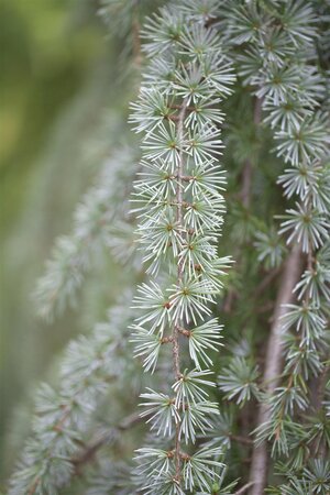 WEEPING BLUE ATLAS CEDAR 150 CM - image 4