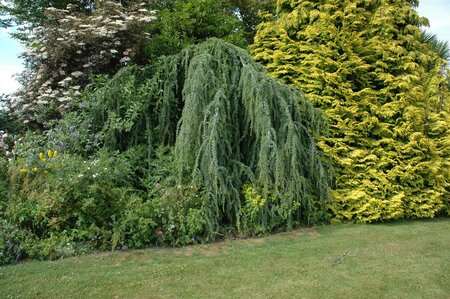 WEEPING BLUE ATLAS CEDAR 150 CM - image 5