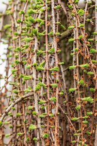 WEEPING LARCH 100 CM - image 3