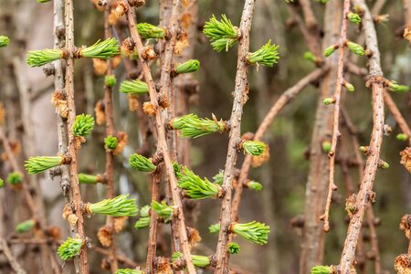 WEEPING LARCH 100 CM - image 2