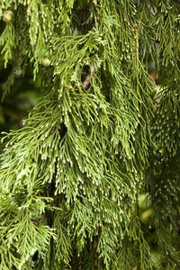 WEEPING NOOTKA FALSE CYPRESS 175CM - image 2