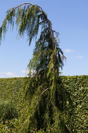 WEEPING NOOTKA FALSE CYPRESS 175CM - image 3