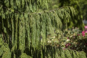 WEEPING NOOTKA FALSE CYPRESS 175CM - image 1