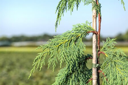 WEEPING NOOTKA FALSE CYPRESS 175CM - image 4