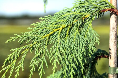 WEEPING NOOTKA FALSE CYPRESS 175CM - image 5