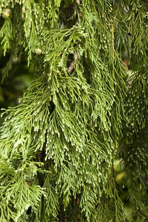 WEEPING NOOTKA FALSE CYPRESS 200 CM - image 2