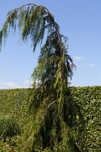 WEEPING NOOTKA FALSE CYPRESS 225 CM  - image 3