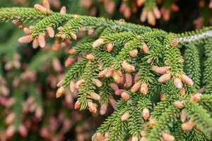 WEEPING NORWAY SPRUCE 125 CM