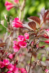 WEIGELA WINE & ROSES 30 CM. - image 2