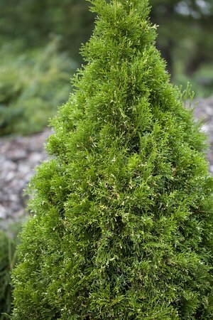 WHITE CEDAR 2 GAL - image 1