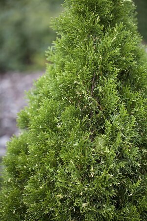 WHITE CEDAR 45CM - image 2