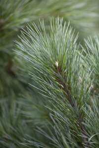 WHITE PINE 100 CM - image 1