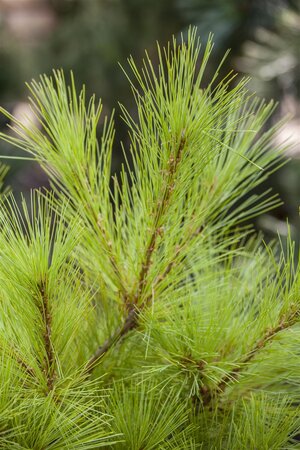 WHITE PINE 100 CM - image 3