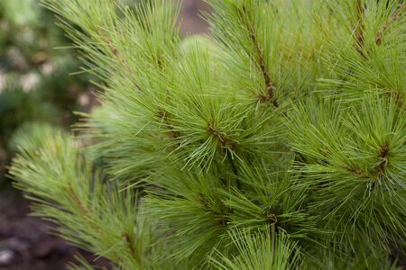 WHITE PINE 100 CM - image 2