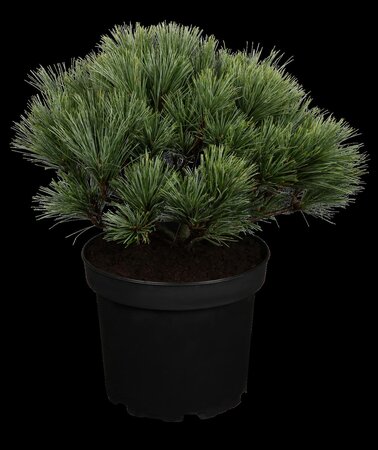 WHITE PINE 2 GALLON - image 5