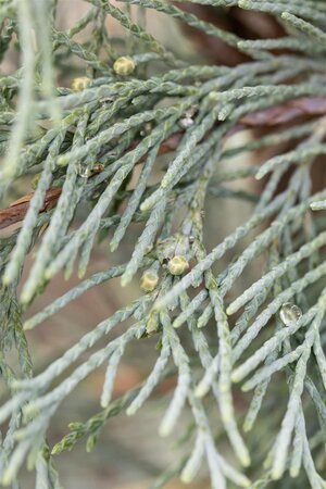 WICHITA BLUE JUNIPER 110 CM - image 2