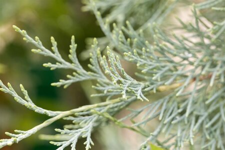 WICHITA BLUE JUNIPER 110 CM - image 1