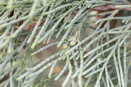 WICHITA BLUE JUNIPER 110 CM - image 3