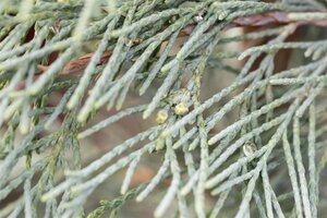 WICHITA BLUE JUNIPER 150CM POM - image 3