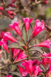 WINE AND ROSES WEIGELA 50 CM - image 4