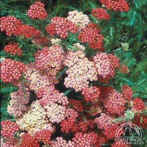 YARROW PAPRIKA 1G