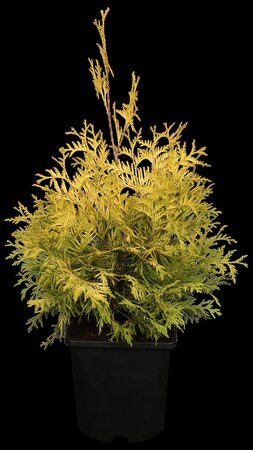 YELLOW RIBBON CEDAR 50CM - image 1