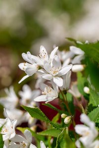 YUKI SNOWFLAKE DEUTZIA 30 CM - image 3