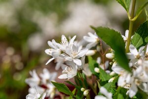 YUKI SNOWFLAKE DEUTZIA 30 CM - image 2