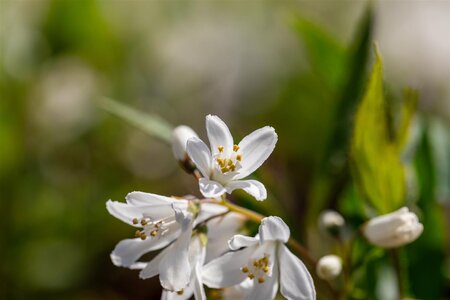 YUKI SNOWFLAKE DEUTZIA 30 CM - image 4