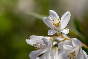 YUKI SNOWFLAKE DEUTZIA 30 CM - image 5