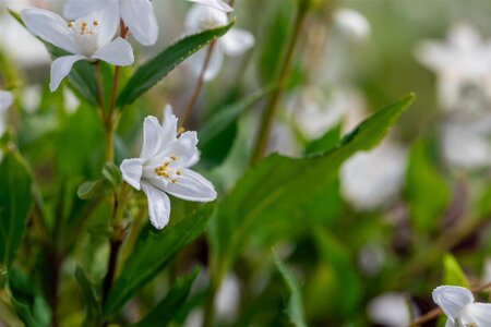 YUKI SNOWFLAKE DEUTZIA 30 CM - image 6